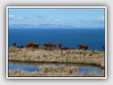 Mull of Kintyre - Highland Cattle at Ballygroggan