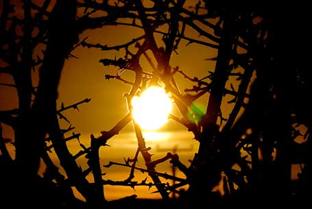 Photo of the sunset seen through hawthorn